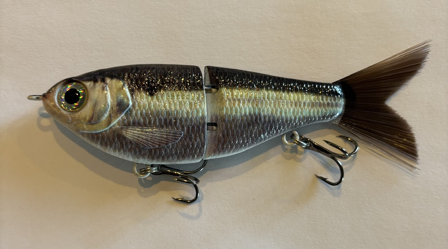 American Shad