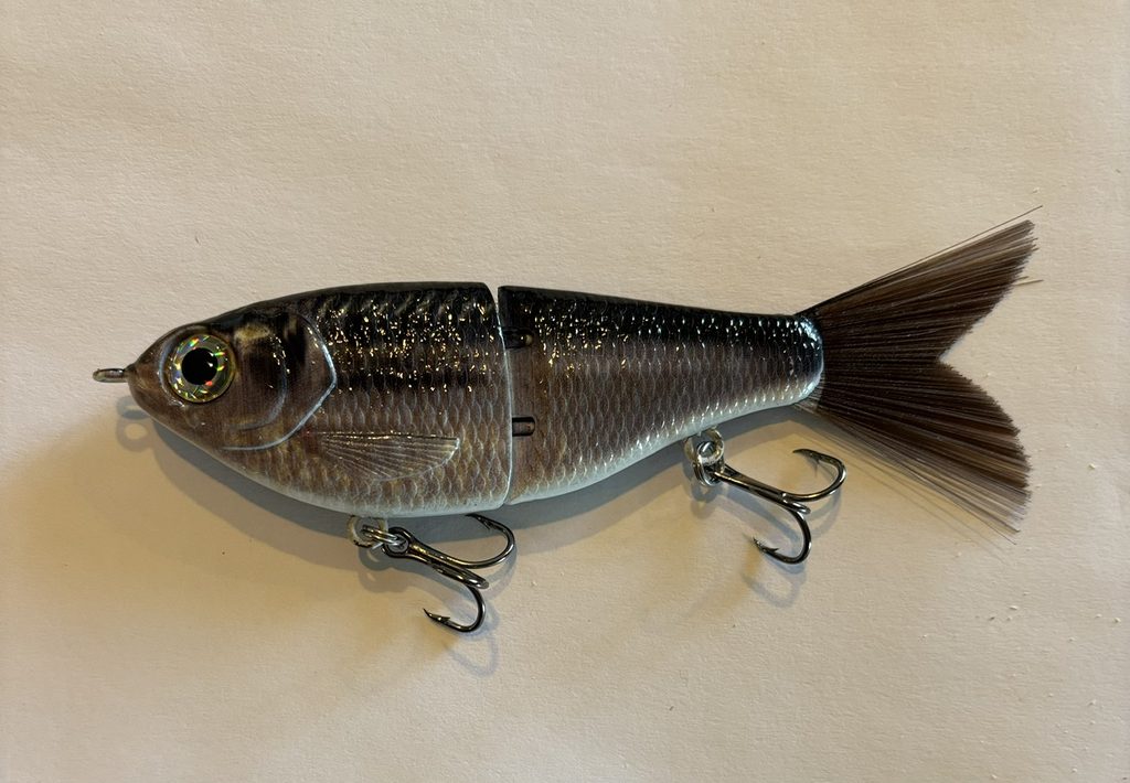 Gizzard Shad